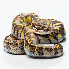 ball python images free on