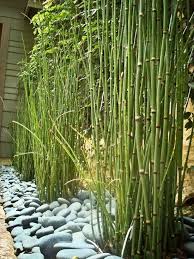Amenagement Jardin Bambous Jardin