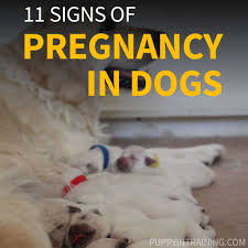dog pregnancy signs