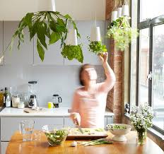 25 Kitchens With Small Herb Gardens