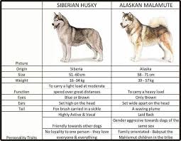 Siberian Husky Vs Alaskan Malamute Alaskan Husky Siberian