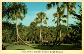 Postcard Sarasota Jungle Gardens