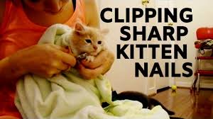 clipping tiny kitten nails how to