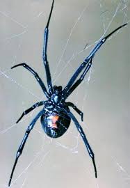 Most people recover with medical treatment which can include antivenin injections. Untangling The Black Widow S Mythic Web Lawrence Livermore National Laboratory