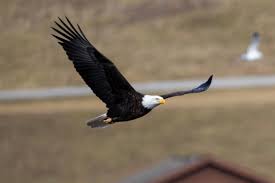 bald eagle numbers on the rise in the