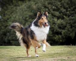 Our website presents dog breeds. 17 Top Dog Breeds Sporting Longhaired Locks
