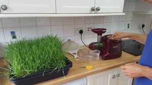 how to make wheatgr juice with a