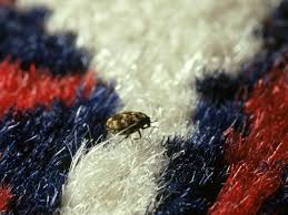 how to get eliminate carpet beetles