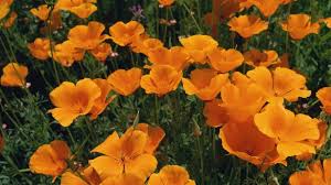 Check spelling or type a new query. California State Parks Has Tips On Enjoying Local Wildflowers Nbc Los Angeles
