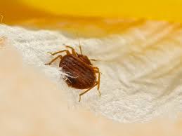 how to get rid of bedbugs a step by