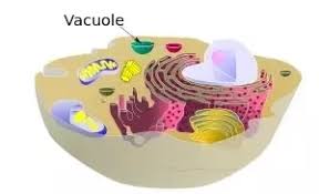 The plant cell has a cell wall, chloroplasts, plastids, and a central vacuole—structures not in animal cells. Do All Eukaryotic Cells Have A Vacuole Quora