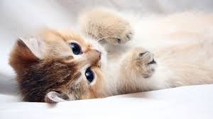 Follow the vibe and change your wallpaper every day! Cute Kittens 4k Wallpapers