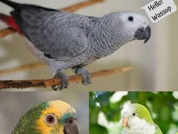 top 10 best talking parrots pethelpful