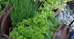 How To Grow A Kitchen Herb Garden Joy