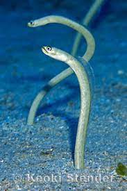 hawaiian garden eel gorgasia hawaiiensis