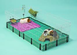 Guinea Pig Cage Size Guide The Best Homes For Guinea Pigs