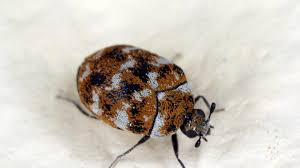 what is a carpet beetle and how did it