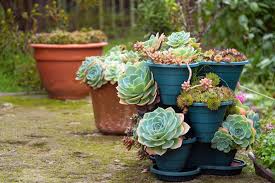 Cactus And Succulent Group In Pot