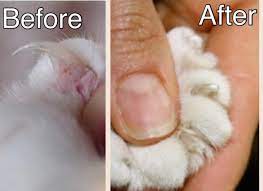 clipping cat nails furkids first aid