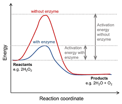 Reaction Rate Of A Foaming Reaction