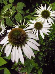 They will be easy to get to and you can enjoy their fragrance from inside. Echinacea Purpurea Pow Wow White Country Farm Perennials