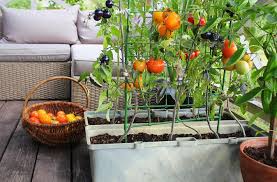 Grow A Vegetable Fruit Balcony Garden