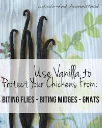 Use Vanilla To Protect Your Chickens From Gnats Biting