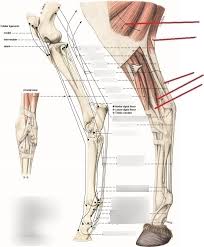 Now things are a mess, and as i looked at the image, it was clear that this ankle tendon tear was of a type that we. Anatomy 2 Test 2 Horse Leg Tendons Diagram Quizlet