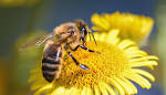 Resultado de imagen de fotos de abejas