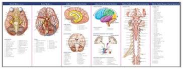 Download Pdf Books Anatomy Of The Brain Study Guide