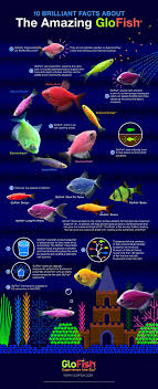 Glofish Infographic Tetra Amazing Aquariums Aquarium