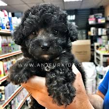 poodle puppy sold 2 mths phantom