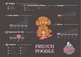 french poodle minitoy el mejor