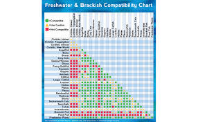 Freshwater Fish Compatibility The Aquarium Setup