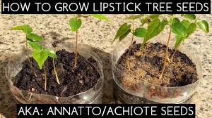 how to grow lipstick tree seeds aka