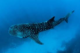 facts about whale sharks you can