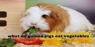 What Do Guinea Pigs Eat Vegetables Spot Guinea Pig