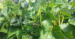 How To Plant And Grow Bush Beans