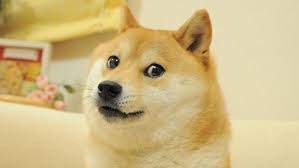A small, alert and agile dog that copes very well with mountainous terrain and hiking trails. Doge Know Your Meme