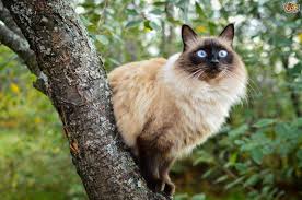 Due to the increased popularity, and awareness of the balinese cat breed. Balinese Cat For Sale Bali Gates Of Heaven