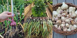 How To Grow Organic Garlic Planting
