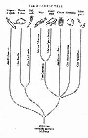 Biogeography Of The Banana Slug Ariolimax Columbianus