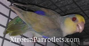 rare parrotlets