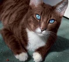 Image result for dark brown cat