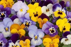 I thought the flowers were just a metaphor for the good which still remained in the world until the hospital called me the next day. Are Pansies Annuals Or Perennials What Is The Usual Pansy Lifespan