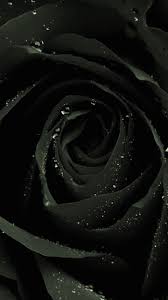 black rose wallpaper ixpap