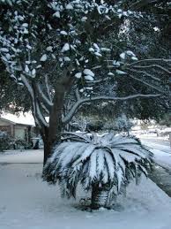 Sago Care In Winter Tips For Winterizing Sago Palms