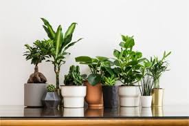 29 Best Houseplants For Beginners That