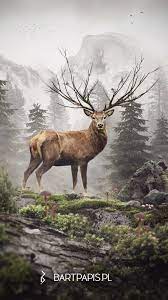 deer wallpapers top 30 best deer