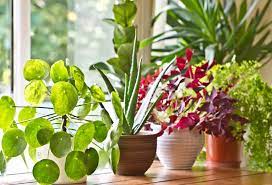 8 Window Plants That Thrive In The Sun